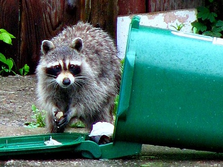 A raccoon digging around in a garbage can